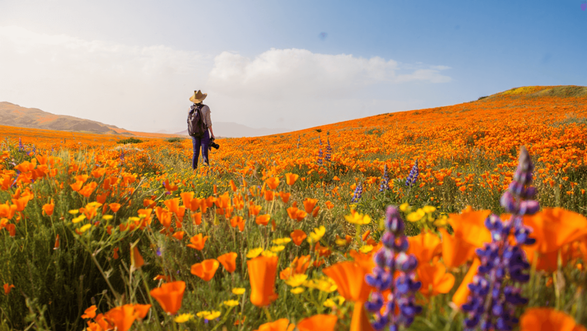 A California superbloom may happen this year — here's what we know so far