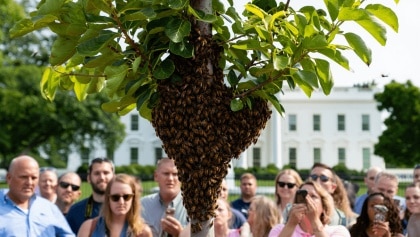 Thousands Of Bees Swarmed The White House, And The Reactions Are Hilariously Ominous