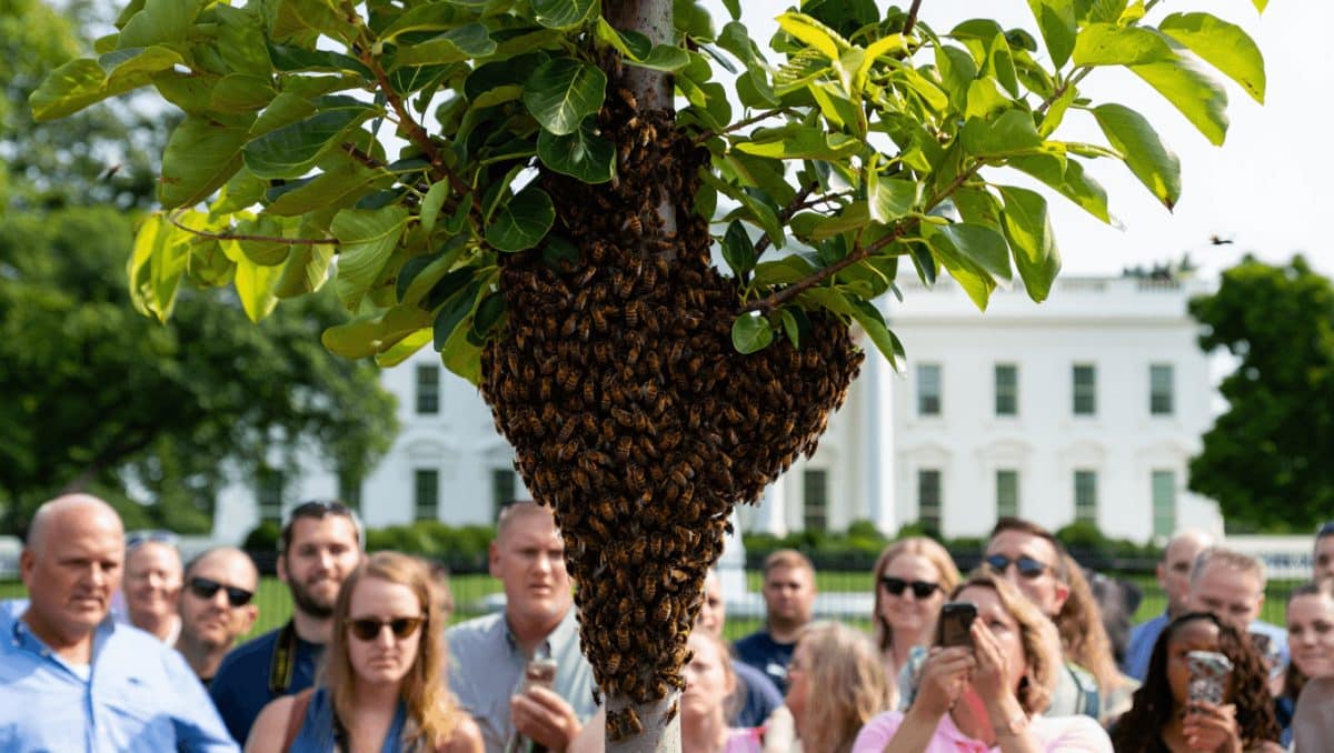 Thousands Of Bees Swarmed The White House, And The Reactions Are Hilariously Ominous
