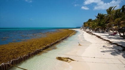 Mexico Will Install 30 Miles Of Sargassum Barriers In Cancun & Riviera Maya To Help Keep Beaches Pristine