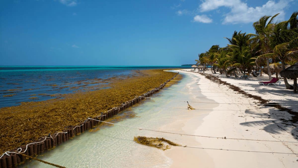 Mexico Will Install 30 Miles Of Sargassum Barriers In Cancun & Riviera Maya To Help Keep Beaches Pristine