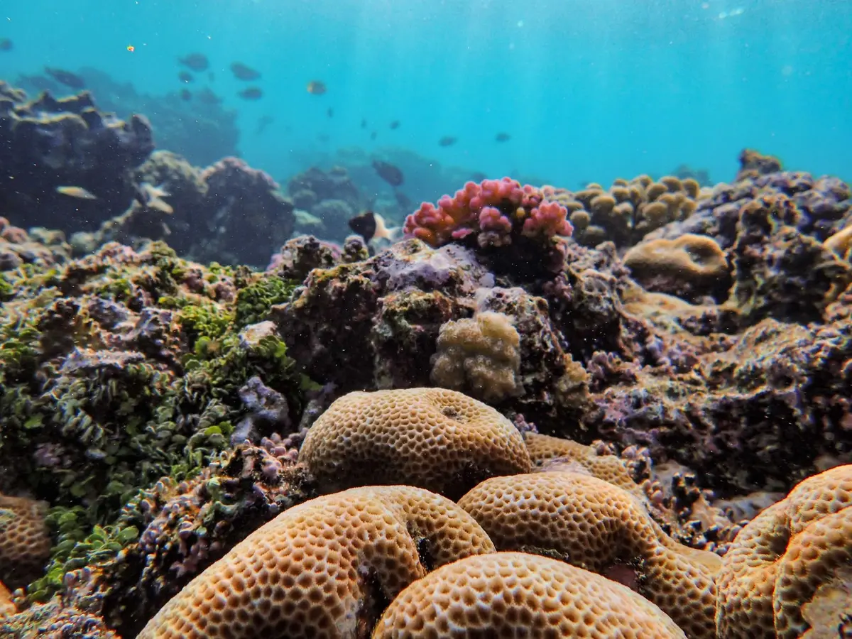 Snorkeler above a colorful coral reef in clear shallow water