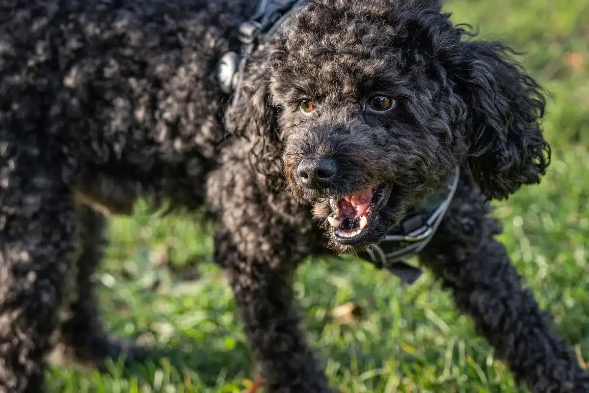 Närbild av en hund som skäller med öppen mun under lek.