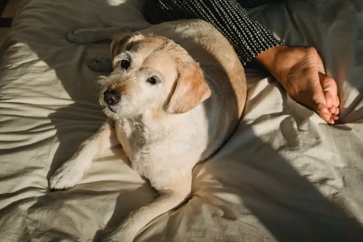 En lugn hund som vilar hemma medan ägaren observerar.