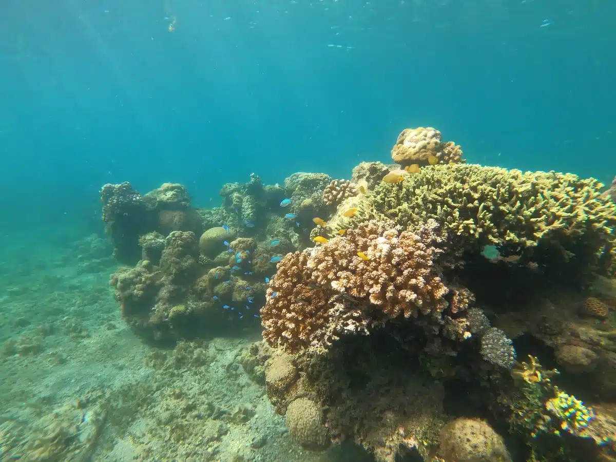 Snorkeler exploring a vibrant coral reef with tropical fish swimming nearby