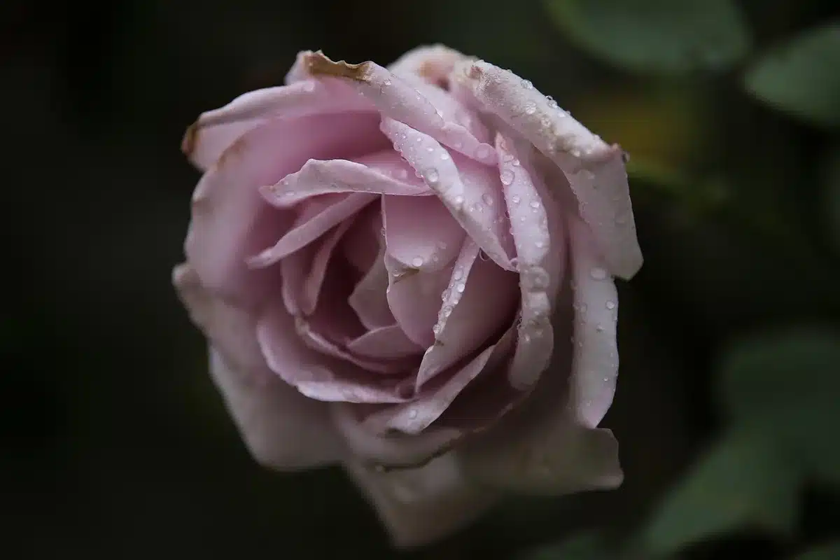 Close-up of a rose tattoo on a person's upper back in soft light