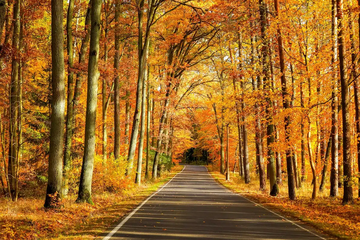 M-119 covered by a dense canopy of autumn maples and birches