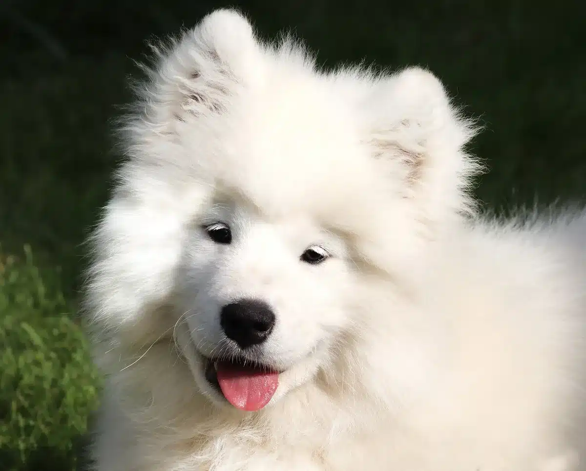 White Samoyed dog on a professional photo set with soft lighting and elegant furnishings