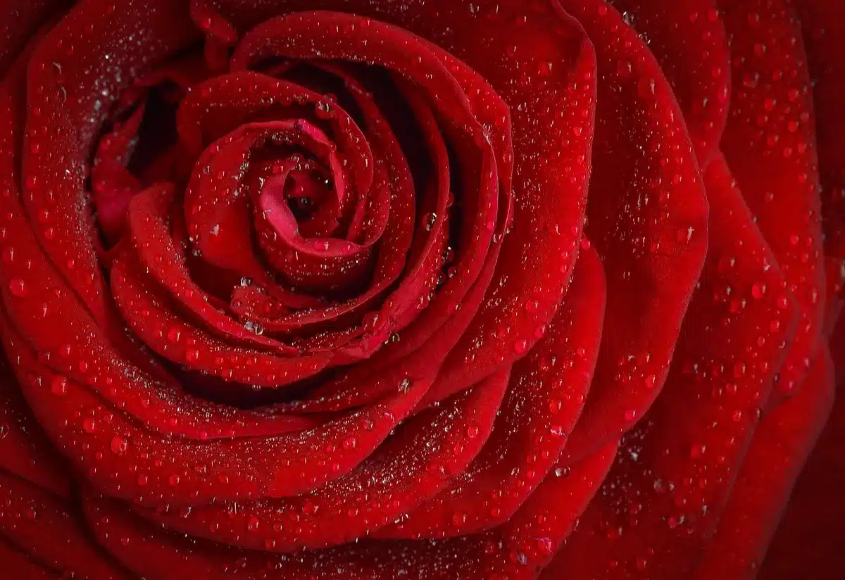 Close-up of elegant red-carpet dress fabric and tailoring
