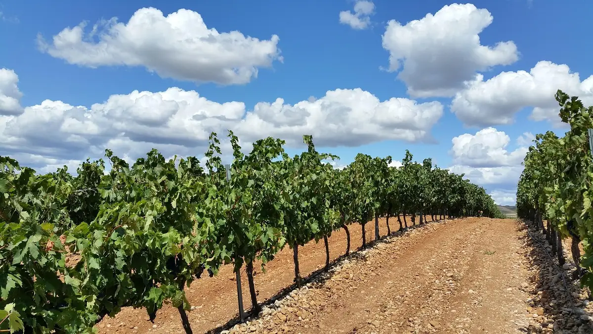 Lunar-like vineyards in La Geria with volcanic ash and low stone walls